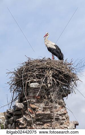 "White stork (Ciconia ciconia) on the nest, Izmir Province, Aegean region, Turkey, Asia" View Large Photo Image Stock Photography - "White stork (Ciconia ciconia) on the nest, Izmir Province, Aegean region, Turkey, Asia". Fotosearch