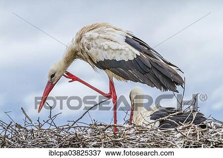 Stock Photo - "White Stork (Ciconia ciconia), pair at nest, Extremadura, Spain, Europe". Fotosearch
