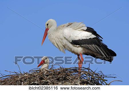Stock Photograph - "White Stork (Ciconia ciconia), pair in a nest, North Rhine-Westphalia, Germany, Europe". Fotosearch