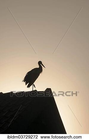 "White Stork (Ciconia ciconia) perched on a roof, Galkowo, Warmian-Masurian Voivodeship, Poland, Europe" View Large Photo Image Stock Image - "White Stork (Ciconia ciconia) perched on a roof, Galkowo, Warmian-Masurian Voivodeship, Poland, Europe". Fotosearch