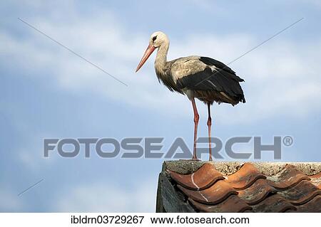Stock Photo - "White Stork (Ciconia ciconia) perched on a roof, Galkowo, Warmian-Masurian Voivodeship, Poland, Europe". Fotosearch
