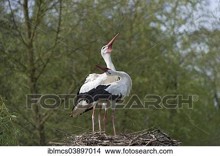 "White Stork (Ciconia ciconia), Naturzoo Rheine, Rheine, North Rhine-Westphalia, Germany, Europe" View Large Photo Image Picture - "White Stork (Ciconia ciconia), Naturzoo Rheine, Rheine, North Rhine-Westphalia, Germany, Europe". Fotosearch
