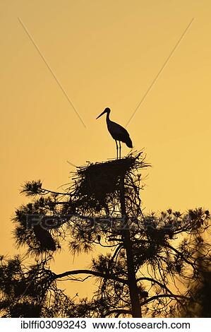 "White Stork (Ciconia ciconia) standing on its nest, silhouette against an evening sky, Sines, Algarve, Portugal, Europe" View Large Photo Image Stock Image - "White Stork (Ciconia ciconia) standing on its nest, silhouette against an evening sky, Sines, Algarve, Portugal, Europe". Fotosearch