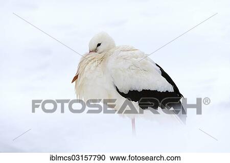 "White Stork (Ciconia ciconia) standing in the snow, Alpenwildpark Obermaiselstein, Oberstdorf, Oberallgau, Allgau, Swabia, Bavaria, Germany, Europe" View Large Photo Image Stock Image - "White Stork (Ciconia ciconia) standing in the snow, Alpenwildpark Obermaiselstein, Oberstdorf, Oberallgau, Allgau, Swabia, Bavaria, Germany, Europe". Fotosearch
