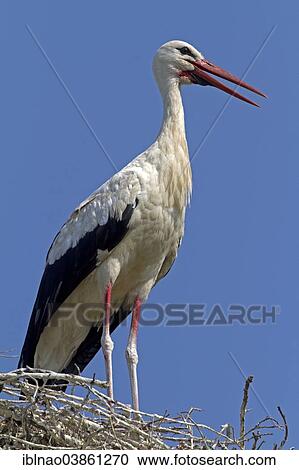 "White Stork (Ciconia ciconia) standing on its nest, Schleswig-Holstein, Germany, Europe" View Large Photo Image Stock Image - "White Stork (Ciconia ciconia) standing on its nest, Schleswig-Holstein, Germany, Europe". Fotosearch