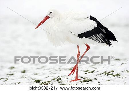"White Stork (Ciconia ciconia) standing in the snow, North Rhine-Westphalia, Germany, Europe" View Large Photo Image Stock Photo - "White Stork (Ciconia ciconia) standing in the snow, North Rhine-Westphalia, Germany, Europe". Fotosearch