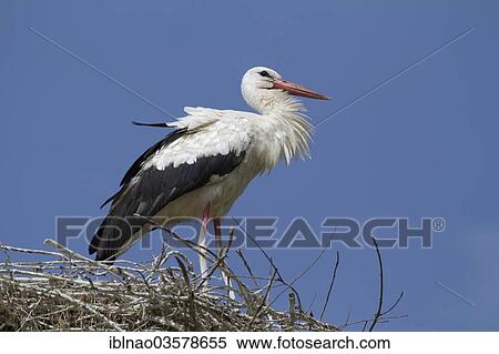 "White Stork (Ciconia ciconia) standing on a nest, Schleswig-Holstein, Germany, Europe" View Large Photo Image Stock Photography - "White Stork (Ciconia ciconia) standing on a nest, Schleswig-Holstein, Germany, Europe". Fotosearch