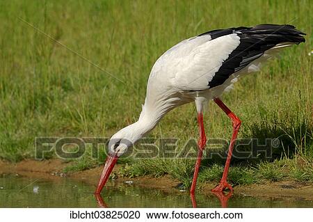"White Stork (Ciconia ciconia), drinking water, North Rhine-Westphalia, Germany, Europe" View Large Photo Image Stock Image - "White Stork (Ciconia ciconia), drinking water, North Rhine-Westphalia, Germany, Europe". Fotosearch