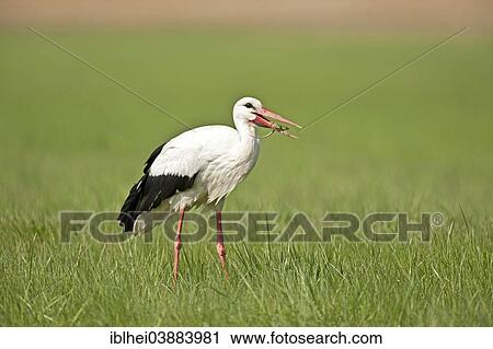 "White Stork (Ciconia ciconia), Austria, Europe" View Large Photo Image Stock Image - "White Stork (Ciconia ciconia), Austria, Europe". Fotosearch