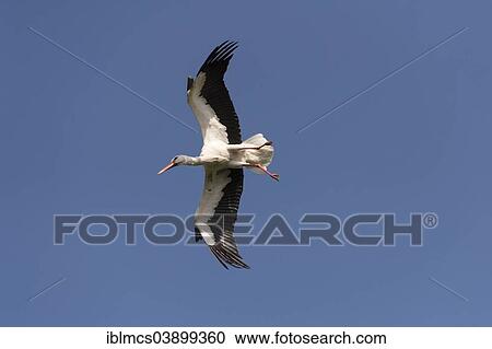 "White Stork (Ciconia ciconia), Naturzoo Rheine, Rheine, North Rhine-Westphalia, Germany, Europe" View Large Photo Image Stock Image - "White Stork (Ciconia ciconia), Naturzoo Rheine, Rheine, North Rhine-Westphalia, Germany, Europe". Fotosearch