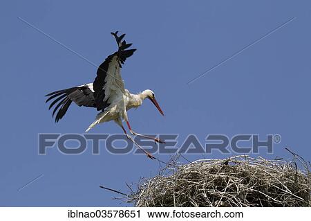 "White Stork (Ciconia ciconia) approaching a nest, Schleswig-Holstein, Germany, Europe" View Large Photo Image Stock Image - "White Stork (Ciconia ciconia) approaching a nest, Schleswig-Holstein, Germany, Europe". Fotosearch