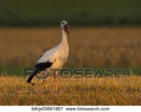 "White Stork (Ciconia ciconia), Kyllburg, Rhineland-Palatinate, Germany, Europe" View Large Photo Image Stock Photo - "White Stork (Ciconia ciconia), Kyllburg, Rhineland-Palatinate, Germany, Europe". Fotosearch