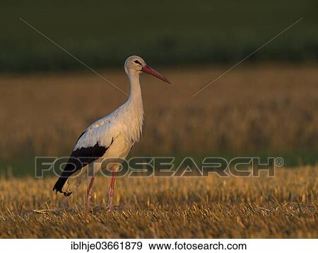 "White Stork (Ciconia ciconia), Kyllburg, Rhineland-Palatinate, Germany, Europe" View Large Photo Image Stock Photo - "White Stork (Ciconia ciconia), Kyllburg, Rhineland-Palatinate, Germany, Europe". Fotosearch