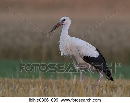 "White Stork (Ciconia ciconia), Kyllburg, Rhineland-Palatinate, Germany, Europe" View Large Photo Image Stock Photo - "White Stork (Ciconia ciconia), Kyllburg, Rhineland-Palatinate, Germany, Europe". Fotosearch