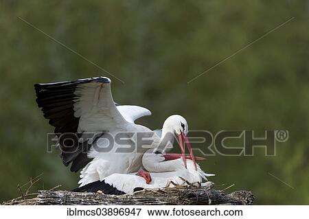 "White Stork (Ciconia ciconia), Naturzoo Rheine, Rheine, North Rhine-Westphalia, Germany, Europe" View Large Photo Image Stock Photo - "White Stork (Ciconia ciconia), Naturzoo Rheine, Rheine, North Rhine-Westphalia, Germany, Europe". Fotosearch