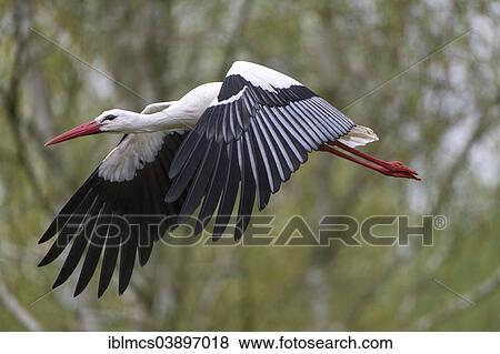 "White Stork (Ciconia ciconia), Naturzoo Rheine, Rheine, North Rhine-Westphalia, Germany, Europe" View Large Photo Image Stock Photo - "White Stork (Ciconia ciconia), Naturzoo Rheine, Rheine, North Rhine-Westphalia, Germany, Europe". Fotosearch