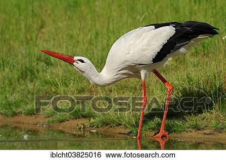 "White Stork (Ciconia ciconia), drinking water, North Rhine-Westphalia, Germany, Europe" View Large Photo Image Stock Photograph - "White Stork (Ciconia ciconia), drinking water, North Rhine-Westphalia, Germany, Europe". Fotosearch
