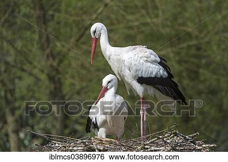 "White Stork (Ciconia ciconia), Naturzoo Rheine, Rheine, North Rhine-Westphalia, Germany, Europe" View Large Photo Image Stock Photograph - "White Stork (Ciconia ciconia), Naturzoo Rheine, Rheine, North Rhine-Westphalia, Germany, Europe". Fotosearch