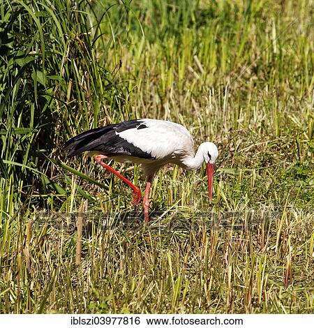 "White Stork (Ciconia ciconia), Naturzoo, Rheine, Munsterland, North Rhine-Westphalia, Germany, Europe" View Large Photo Image Stock Photograph - "White Stork (Ciconia ciconia), Naturzoo, Rheine, Munsterland, North Rhine-Westphalia, Germany, Europe". Fotosearch