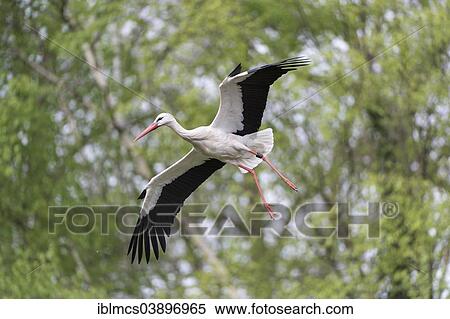 "White Stork (Ciconia ciconia), Naturzoo Rheine, Rheine, North Rhine-Westphalia, Germany, Europe" View Large Photo Image Stock Photography - "White Stork (Ciconia ciconia), Naturzoo Rheine, Rheine, North Rhine-Westphalia, Germany, Europe". Fotosearch