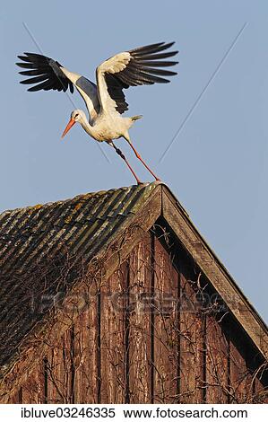 "White Stork (Ciconia ciconia) taking off from a roof, in the evening light, Bergenhusen, Schleswig-Holstein, Germany, Europe" View Large Photo Image Stock Photography - "White Stork (Ciconia ciconia) taking off from a roof, in the evening light, Bergenhusen, Schleswig-Holstein, Germany, Europe". Fotosearch