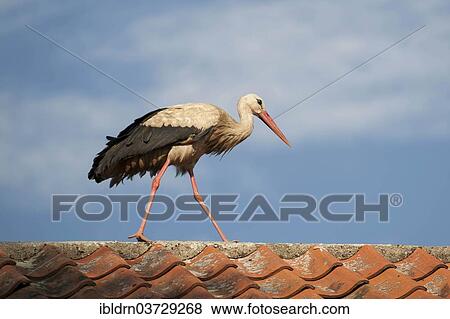"White Stork (Ciconia ciconia) walking on a roof, Galkowo, Warmian-Masurian Voivodeship, Poland, Europe" View Large Photo Image Stock Photo - "White Stork (Ciconia ciconia) walking on a roof, Galkowo, Warmian-Masurian Voivodeship, Poland, Europe". Fotosearch