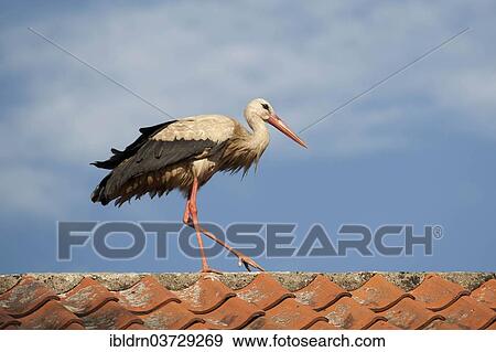 "White Stork (Ciconia ciconia) walking on a roof, Galkowo, Warmian-Masurian Voivodeship, Poland, Europe" View Large Photo Image Stock Photo - "White Stork (Ciconia ciconia) walking on a roof, Galkowo, Warmian-Masurian Voivodeship, Poland, Europe". Fotosearch