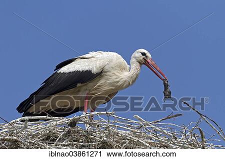"White Stork (Ciconia ciconia) with a captured rat, Schleswig-Holstein, Germany, Europe" View Large Photo Image Stock Image - "White Stork (Ciconia ciconia) with a captured rat, Schleswig-Holstein, Germany, Europe". Fotosearch