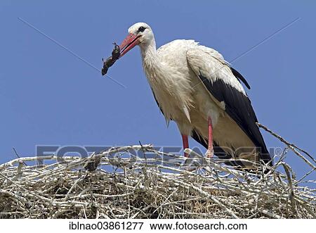 "White Stork (Ciconia ciconia) with a captured rat, Schleswig-Holstein, Germany, Europe" View Large Photo Image Stock Photo - "White Stork (Ciconia ciconia) with a captured rat, Schleswig-Holstein, Germany, Europe". Fotosearch