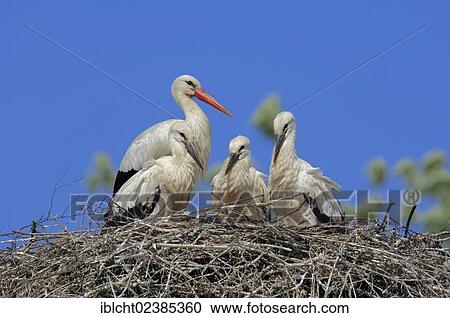 "White Stork (Ciconia ciconia) with young birds in the nest, North Rhine-Westphalia, Germany, Europe" View Large Photo Image Stock Image - "White Stork (Ciconia ciconia) with young birds in the nest, North Rhine-Westphalia, Germany, Europe". Fotosearch