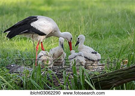 "White Stork (Ciconia ciconia) with chicks in the nest, North Rhine-Westphalia, Germany, Europe" View Large Photo Image Stock Image - "White Stork (Ciconia ciconia) with chicks in the nest, North Rhine-Westphalia, Germany, Europe". Fotosearch