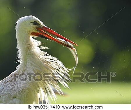 "White Stork (Ciconia ciconia) with captured fish in its beak, Stuttgart, Baden-Wurttemberg, Germany, Europe" View Large Photo Image Stock Image - "White Stork (Ciconia ciconia) with captured fish in its beak, Stuttgart, Baden-Wurttemberg, Germany, Europe". Fotosearch
