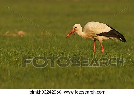 "White Stork (Ciconia ciconia) with earthworm as prey, Solms, Bad Hersfeld, Hesse, Germany, Europe" View Large Photo Image Stock Image - "White Stork (Ciconia ciconia) with earthworm as prey, Solms, Bad Hersfeld, Hesse, Germany, Europe". Fotosearch