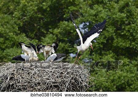 Picture - "White storks (Ciconia ciconia), adult flying away from young birds on a nest, Germany, Europe". Fotosearch