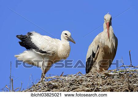 Stock Image - "White Storks (Ciconia ciconia), adult with young bird on the nest, North Rhine-Westphalia, Germany, Europe". Fotosearch
