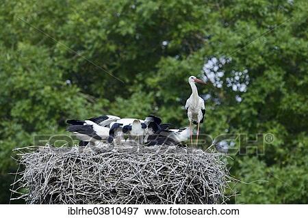 "White storks (Ciconia ciconia), adult and young birds on a nest, Germany, Europe" View Large Photo Image Stock Photo - "White storks (Ciconia ciconia), adult and young birds on a nest, Germany, Europe". Fotosearch