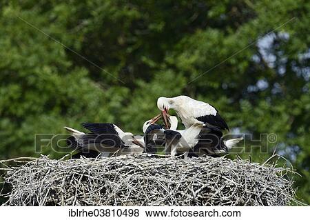 "White storks (Ciconia ciconia), adult feeding young birds, Germany, Europe" View Large Photo Image Stock Photo - "White storks (Ciconia ciconia), adult feeding young birds, Germany, Europe". Fotosearch