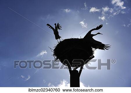 "White storks (Ciconia ciconia) leaving the stork's nest, silhouetted against a blue sky, Kuhlrade, Mecklenburg-Western Pomerania, Germany, Europe" View Large Photo Image Stock Image - "White storks (Ciconia ciconia) leaving the stork's nest, silhouetted against a blue sky, Kuhlrade, Mecklenburg-Western Pomerania, Germany, Europe". Fotosearch