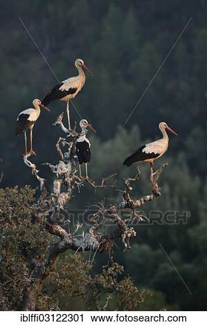 "White Storks (Ciconia ciconia) on their roost, Sines, Algarve, Portugal, Europe" View Large Photo Image Stock Image - "White Storks (Ciconia ciconia) on their roost, Sines, Algarve, Portugal, Europe". Fotosearch