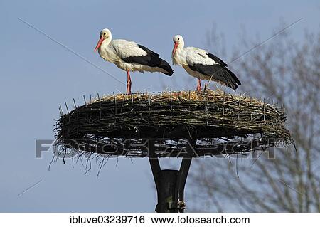 "White Storks (Ciconia ciconia) on their nest, pair on a artificial nesting aid, Wilstedt, Lower Saxony, Germany, Europe" View Large Photo Image Stock Photograph - "White Storks (Ciconia ciconia) on their nest, pair on a artificial nesting aid, Wilstedt, Lower Saxony, Germany, Europe". Fotosearch