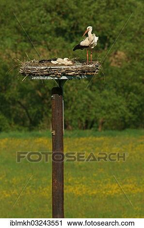 "White storks (Ciconia ciconia) on the nest, Solms, Bad Hersfeld, Hesse, Germany, Europe" View Large Photo Image Stock Image - "White storks (Ciconia ciconia) on the nest, Solms, Bad Hersfeld, Hesse, Germany, Europe". Fotosearch