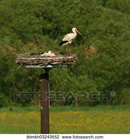 "White storks (Ciconia ciconia) on the nest, Solms, Bad Hersfeld, Hesse, Germany, Europe" View Large Photo Image Stock Image - "White storks (Ciconia ciconia) on the nest, Solms, Bad Hersfeld, Hesse, Germany, Europe". Fotosearch