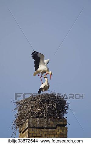 "White Storks (Ciconia ciconia), pair during copulation on a horst or eyrie, Saxony, Germany, Europe" View Large Photo Image Picture - "White Storks (Ciconia ciconia), pair during copulation on a horst or eyrie, Saxony, Germany, Europe". Fotosearch