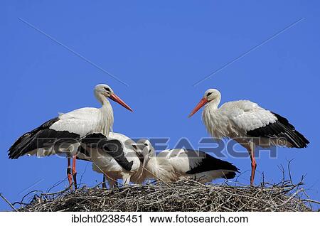 "White Storks (Ciconia ciconia), pair with young birds in the nest, North Rhine-Westphalia, Germany, Europe" View Large Photo Image Stock Image - "White Storks (Ciconia ciconia), pair with young birds in the nest, North Rhine-Westphalia, Germany, Europe". Fotosearch