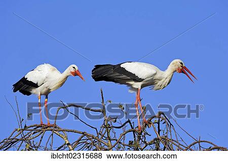"White Storks (Ciconia ciconia), pair clapping their beaks, North Rhine-Westphalia, Germany, Europe" View Large Photo Image Stock Photo - "White Storks (Ciconia ciconia), pair clapping their beaks, North Rhine-Westphalia, Germany, Europe". Fotosearch