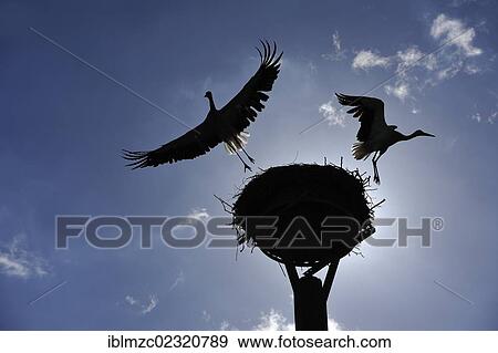 "White Storks (Ciconia ciconia), pair leaving the nest, Kuhlrade, Mecklenburg-Western Pomerania, Germany, Europe" View Large Photo Image Stock Photo - "White Storks (Ciconia ciconia), pair leaving the nest, Kuhlrade, Mecklenburg-Western Pomerania, Germany, Europe". Fotosearch