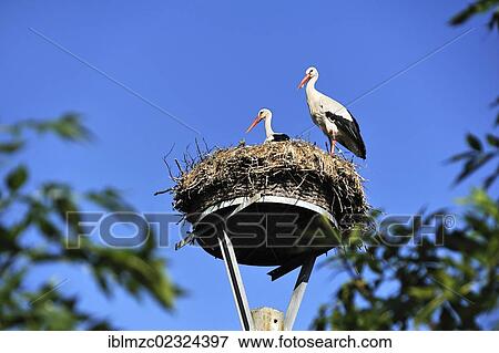 Stock Photo - "White Storks (Ciconia ciconia), pair on a nest against a blue sky, Kuhlrade, Mecklenburg-Western Pomerania, Germany, Europe". Fotosearch