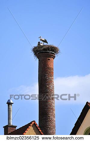 "White storks (Ciconia ciconia) perched on their nest on the old chimney of a former brewery, Gustavstrasse Street, Fuerth, Middle Franconia, Bavaria, Germany, Europe" View Large Photo Image Stock Photography - "White storks (Ciconia ciconia) perched on their nest on the old chimney of a former brewery, Gustavstrasse Street, Fuerth, Middle Franconia, Bavaria, Germany, Europe". Fotosearch