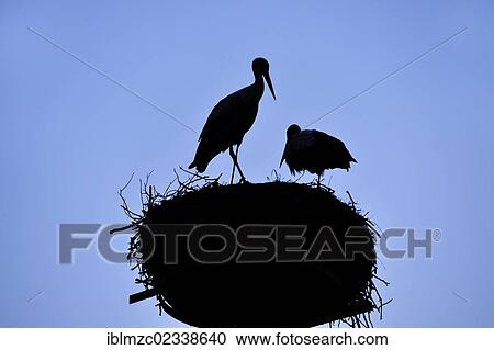 "White Storks (Ciconia ciconia), silhouetted on a nest against a blue sky, Kuhlrade, Mecklenburg-Western Pomerania, Germany, Europe" View Large Photo Image Stock Image - "White Storks (Ciconia ciconia), silhouetted on a nest against a blue sky, Kuhlrade, Mecklenburg-Western Pomerania, Germany, Europe". Fotosearch