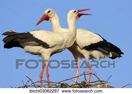 Stock Photo - "White storks (Ciconia ciconia), chattering pair at nest, North Rhine-Westphalia, Germany, Europe". Fotosearch